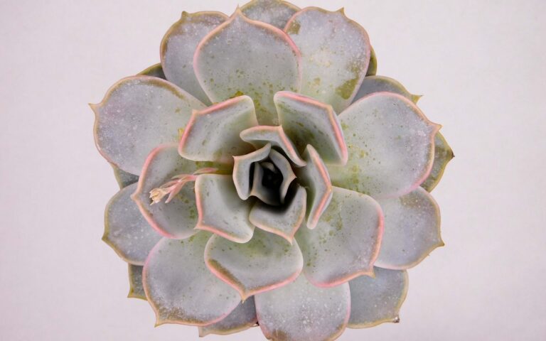 echeveria lilacina