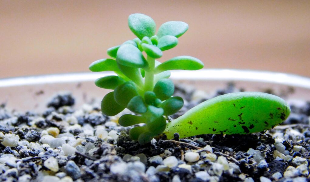 pozsgások szaporítása