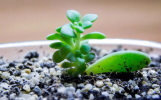 pozsgások szaporítása