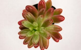 sedum rubrotinctum