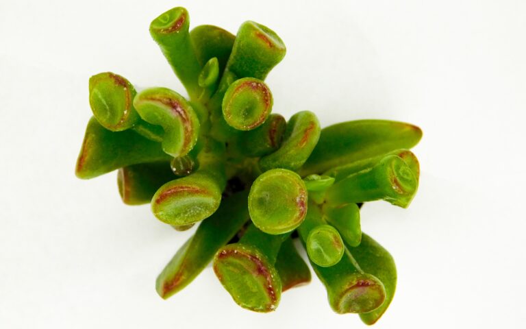 Crassula ovata gollum