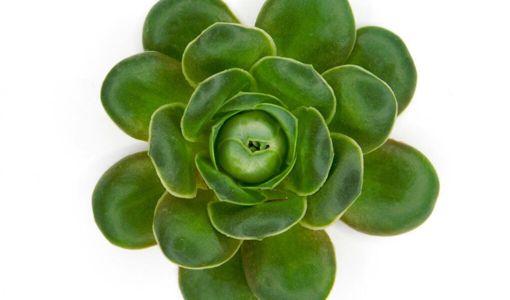 greenovia dodrentalis