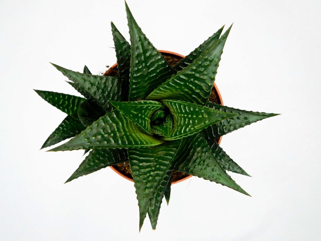 haworthia limifolia