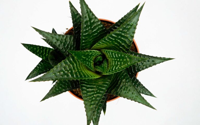 haworthia limifolia