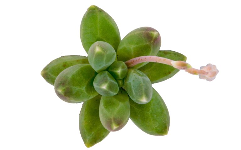 pachyphytum compactum