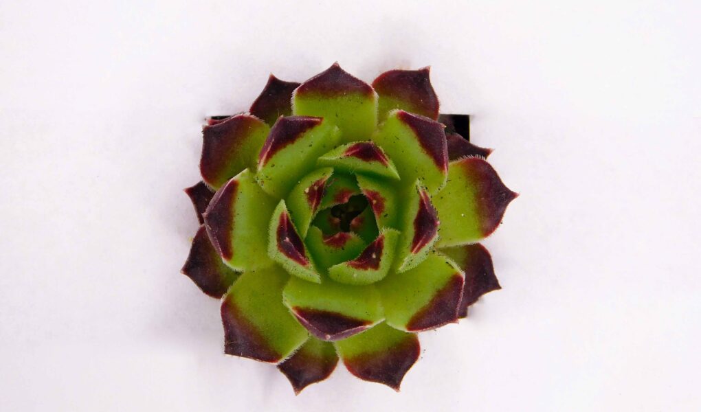 sempervivum calcareum