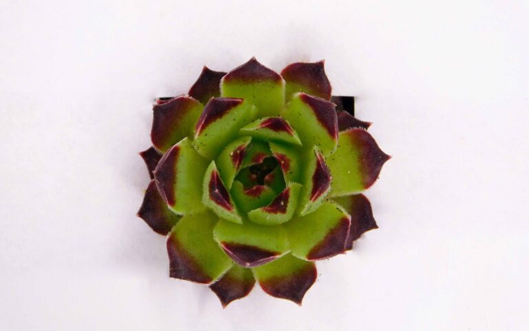 sempervivum calcareum