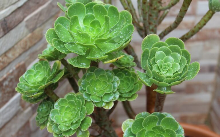 aeonium arboreum