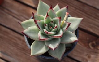 echeveria agavoides