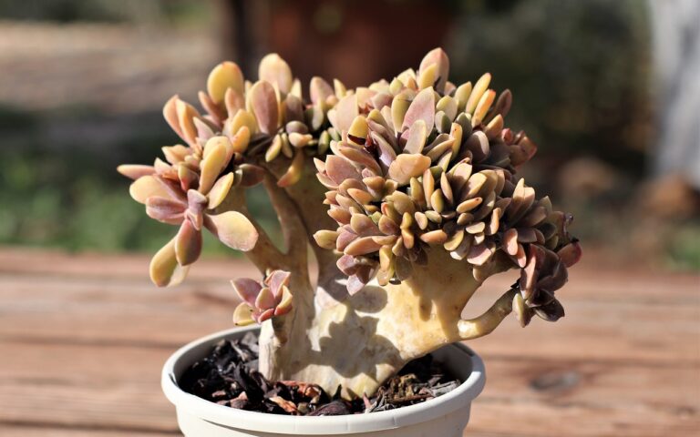 forma cristata