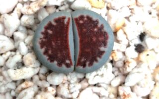 lithops karasmontana