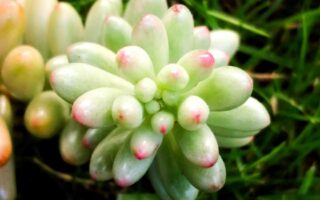 mitől színesek a pozsgások