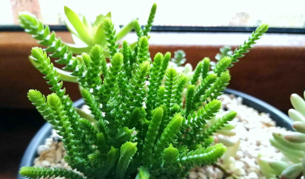 crassula muscosa