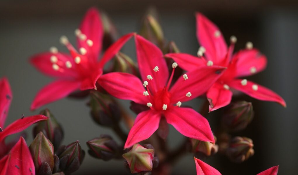 miért nem virágzik a pozsgásom