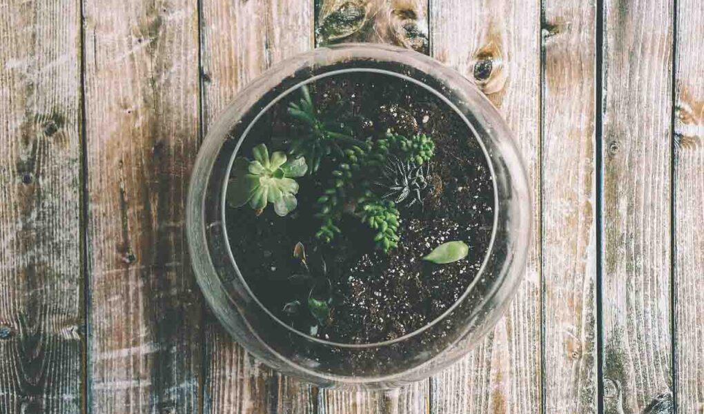 pozsgások átültetése